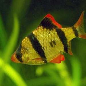 BARBUS/PUNTIUS TETRAZONA 2