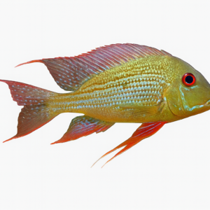 GEOPHAGUS ALTIFRONS 'TROMTEBAS' 8-10