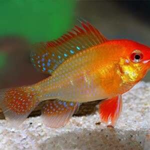 MIKROGEOPHAGUS RAMIREZI RED GOLD 3,5-4 L
