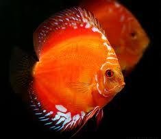 DISCUS RED MARLBORO 9-10 CM