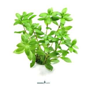 Hygrophila polysperma