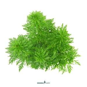 Limnophila sessiliflora - medium Categ.