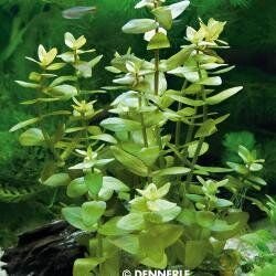 Bacopa caroliniana, emersed - easy Categ.