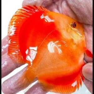 Discus Royal Red Ruby 14-15cm