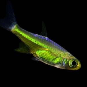 MICRODEVARIO Rasbora KUBOTAI 1.5