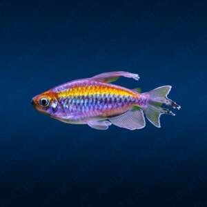 PHENACOGRAMMUS INTERRUPTUS 5 - 6