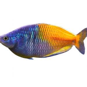 MELANOTAENIA BOESEMANI XL