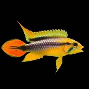 APISTOGRAMMA AGASSIZII GOLD RED 3-4