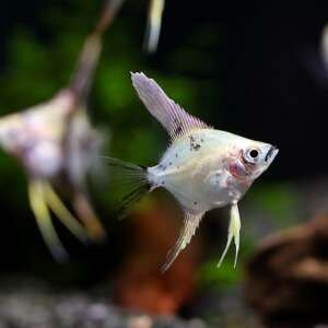 PTEROPHYLLUM SCALARE ASSORTED/MIX 1,5-2