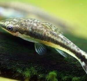 OTOCINCLUS/MACROTOCINCLUS AFFINIS 2,5-3