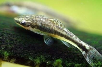 OTOCINCLUS/MACROTOCINCLUS AFFINIS 2,5-3