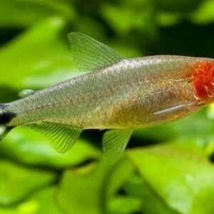 HEMIGRAMMUS RHODOSTOMUS 2 - 2,5