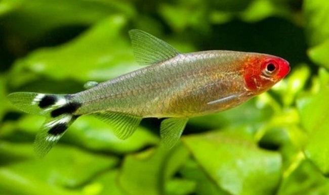 HEMIGRAMMUS RHODOSTOMUS 2 - 2,5