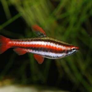 NANNOSTOMUS MARGINATUS 2,5