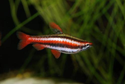 NANNOSTOMUS MARGINATUS 2,5