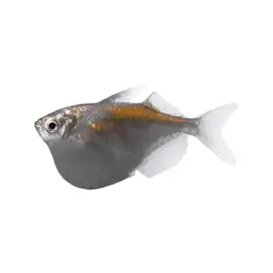 THORACOCHARAX STELLATUS 2.3