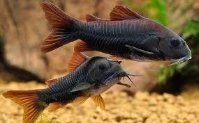 CORYDORAS AENEUS BLACK VENEZUELA 3.5-4 XL