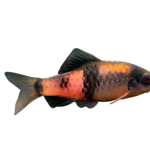 BARBUS MELANAMPYX/SP. PANDA 3-4