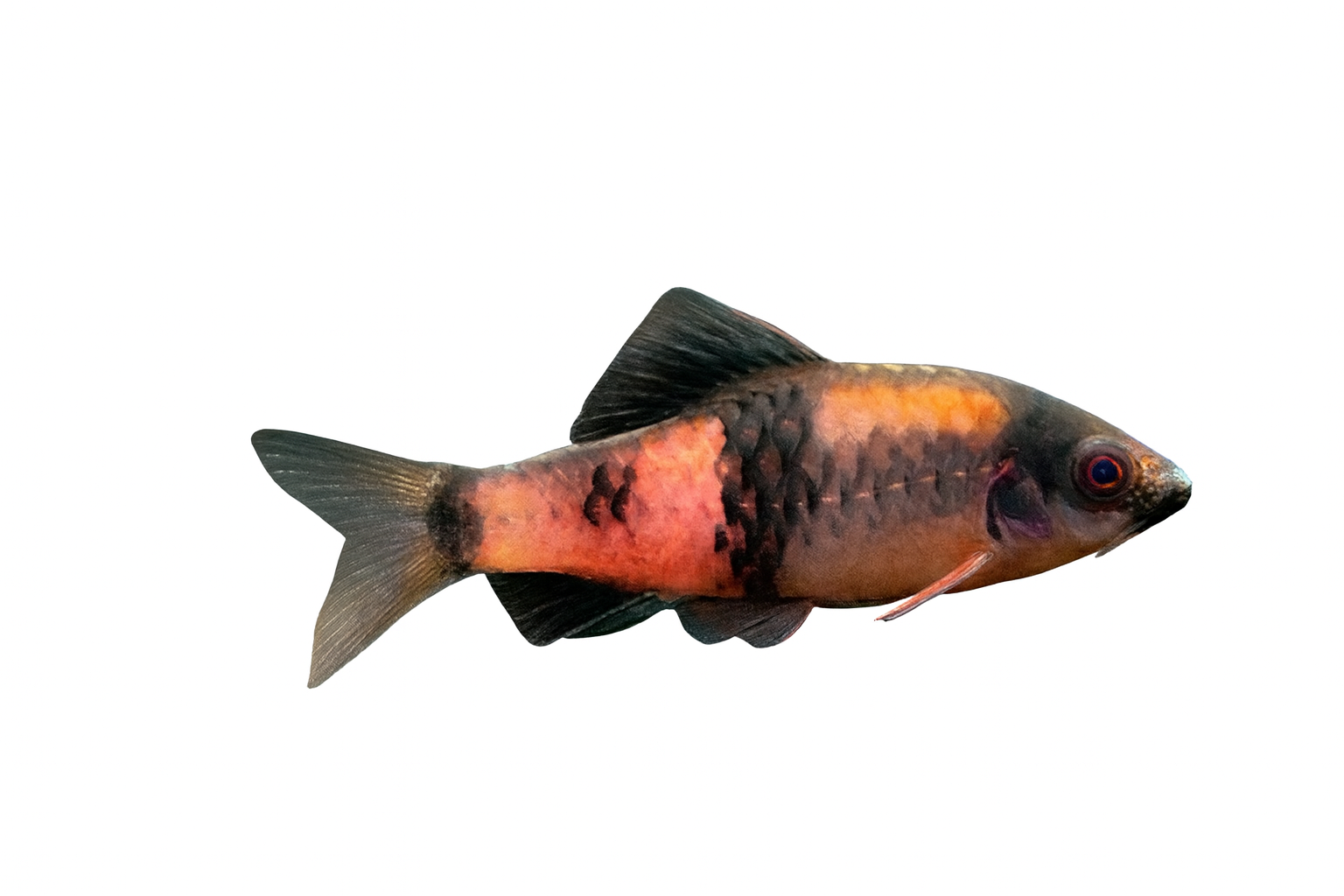 BARBUS MELANAMPYX/SP. PANDA 3-4