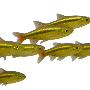 RASBORA BORAPETENSIS 2,5-3