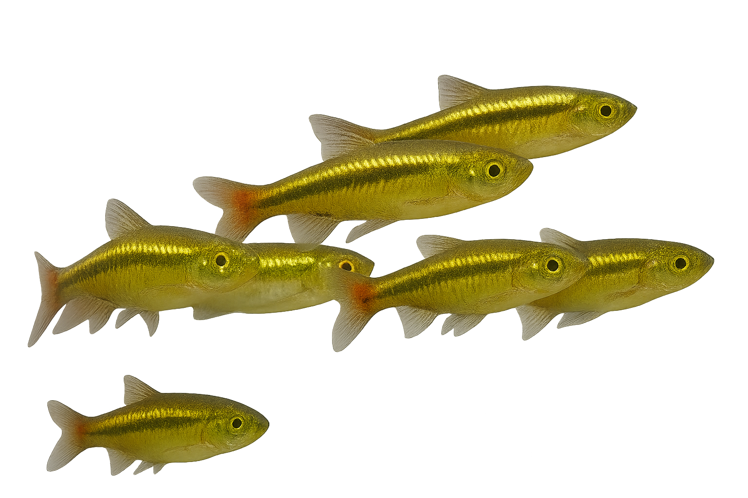 RASBORA BORAPETENSIS 2,5-3