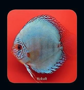 Discus Kobalt 8cm