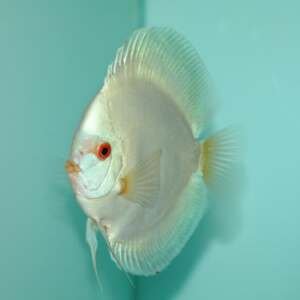 DISCUS BLUE DIAMOND 9-10 CM