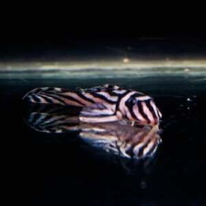 HYPANCISTRUS ZEBRA L046 4-6