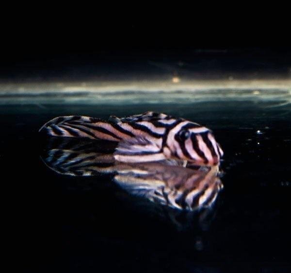 HYPANCISTRUS ZEBRA L046 4-6