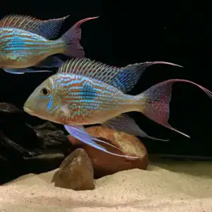 GEOPHAGUS SVENI Rio Parana 4,5-5