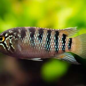 NANNACARA ADOKETA 3-3,5