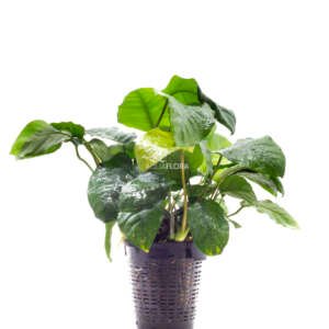 Anubias barteri - XL