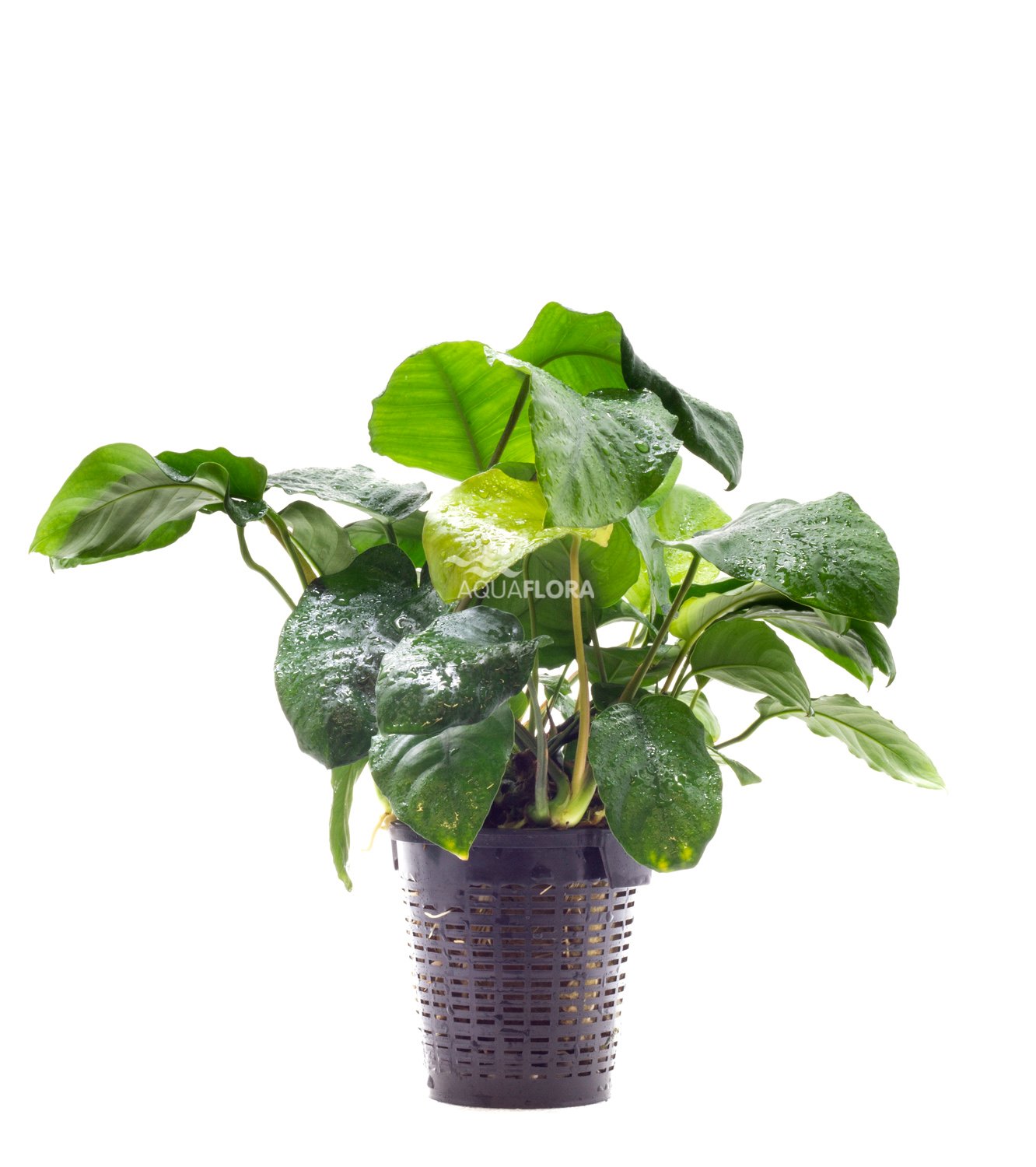 Anubias barteri - XL