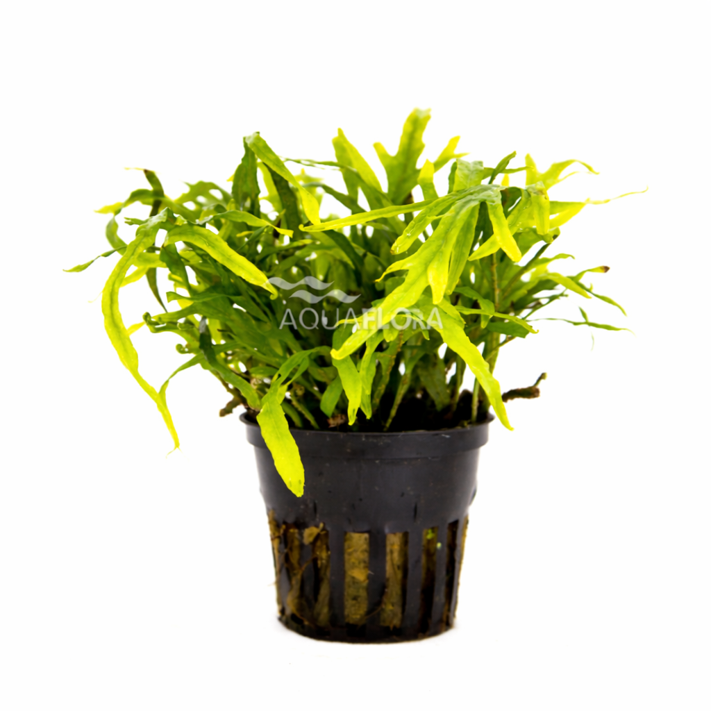 Microsorum pteropus ´Trident´ - PE