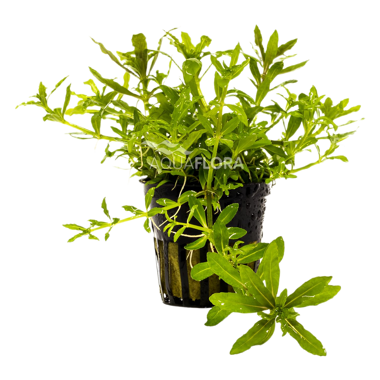 Pogostemon helferi - PE