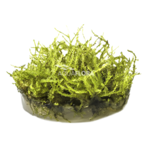 Vesicularia montagnei ´Christmas´ - In Vitro Cup