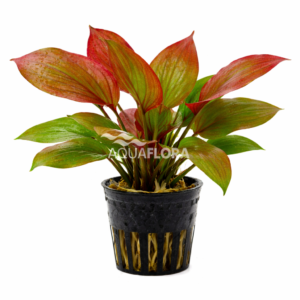 Echinodorus ´Lucifer´ - PE