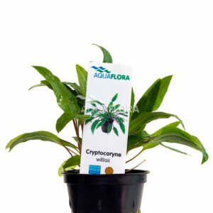 Cryptocoryne x willisii ´Lucens´ - PE