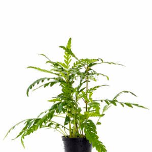 Hygrophila pinnatifida - PE