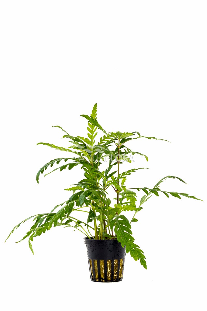 Hygrophila pinnatifida - PE