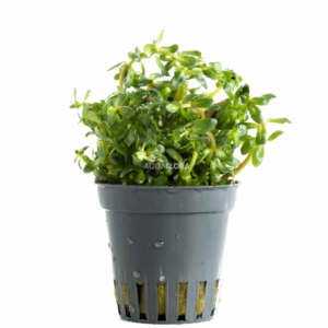 Rotala rotundifolia - PE