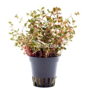 Rotala rotundifolia ´Orange Juice´ - PE