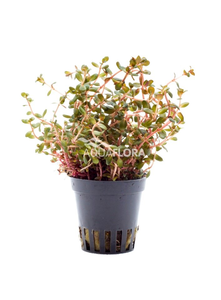 Rotala rotundifolia ´Orange Juice´ - PE