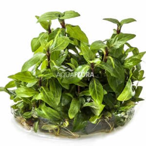 Staurogyne repens - In Vitro Cup