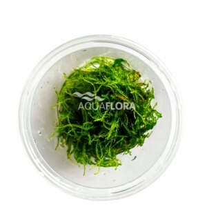 Taxiphyllum barbieri - In Vitro Cup