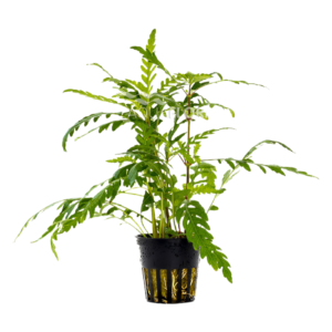 Hygrophila pinnatifida - PE