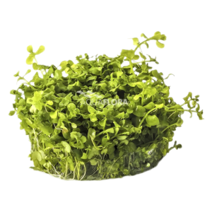 Micranthemum sp. ´Montecarlo´ - In Vitro Cup