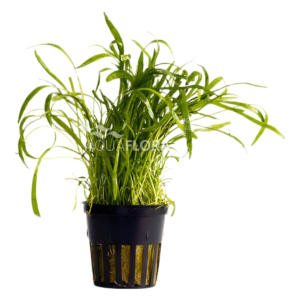 Lilaeopsis ´Novea-Zealandiae´ - PE