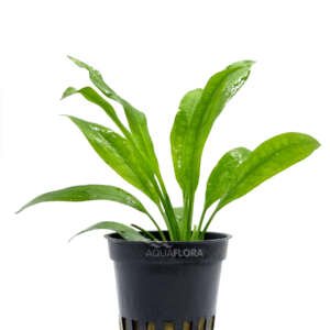 Echinodorus grisebachii ´Amazonicus´ - PE