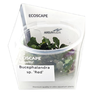 Bucephalandra sp. ´Red´- In Vitro Cup